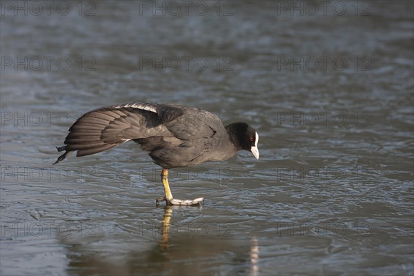 Coot (Fulica atra) adult bird stretching its wing on a frozen lake, England, United Kingdom, Europe