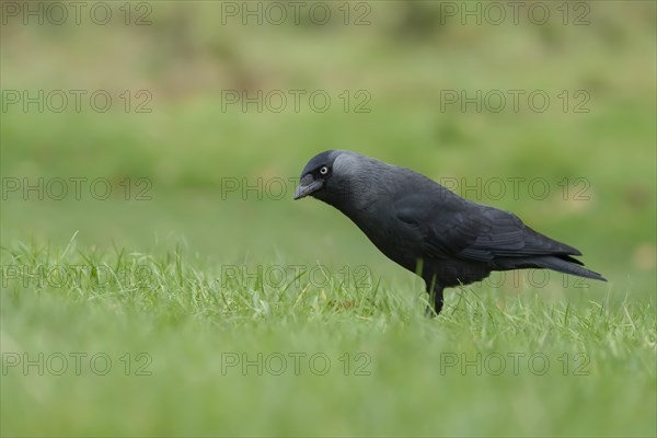 Eurasian jackdaw (Corvus monedula) adult bird on a grass lawn, England, United Kingdom, Europe