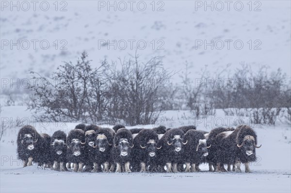 Musk oxen (Ovibos moschatus), herd in a snowstorm, standing, North Slope, Alaska, USA, North America