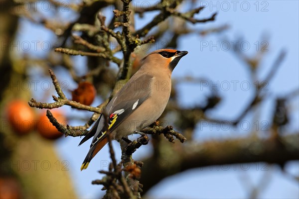 Bohemian waxwing (Bombycilla garrulus), winter visitor, invasion bird, Thuringia, Germany, Europe