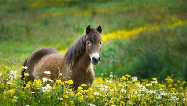 KI generated, animal, animals, mammal, mammals, biotope, habitat, one, individual animal, foraging, wildlife, meadow, pasture, Exmoor pony, horse, horses, ungulates, English pony breed, South West England, Exmoor, (Equus ferus caballus), foal, flower meadow