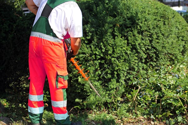 Man cutting hedges and greenery