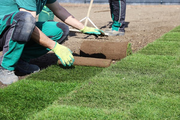 Gardener lays sod