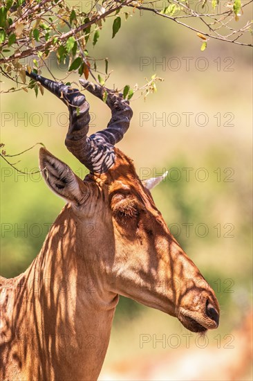 Hartebeest (Alcelaphus buselaphus) with big horn in the shade on the african savanna, Maasai Mara, Kenya, Africa