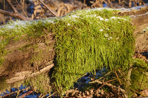 Close-up of moss on a tree trunk with hoarfrost, Arnsberg Forest nature park Park, Sauerland, North Rhine-Westphalia, Germany, Europe