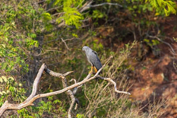 Stilt Buzzard (Geranospiza caerulescens) Pantanal Brazil