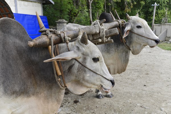 Ox cart in Mingun, Myanmar, Asia