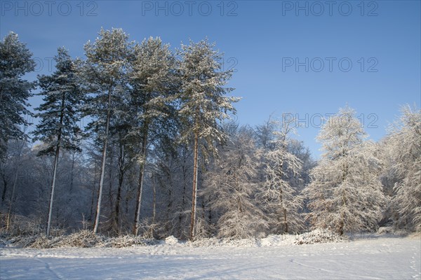 Scots pine (Pinus sylvestris) trees in a forest covered with snow in the winter, England, United Kingdom, Europe