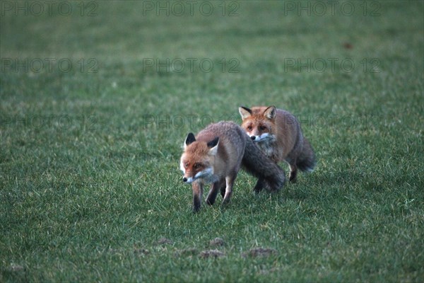 Fox (Vulpes vulpes) mating season, so-called Ranzzeit, male chasing female across snow-free meadow, Allgaeu, Bavaria, Germany, Europe