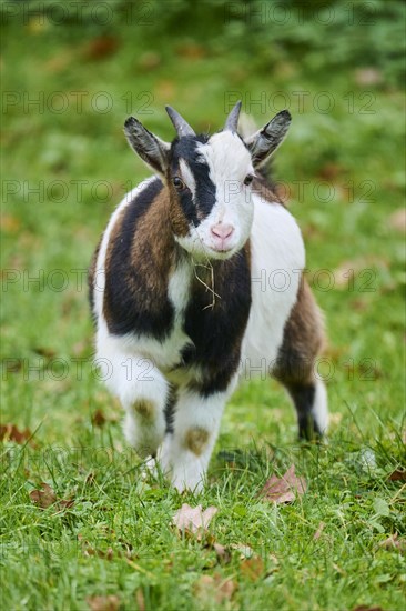 Domestic goat (Capra hircus) walking on a meadow, Bavaria, Germany, Europe