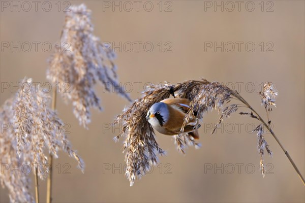 Male bearded tit in the sunlit reeds of the Wagbach lowlands