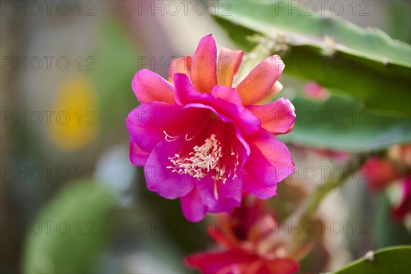 Orchid cacti (Epiphyllum 'Pegasus') flower growing in a greenhouse, Bavaria, Germany, Europe