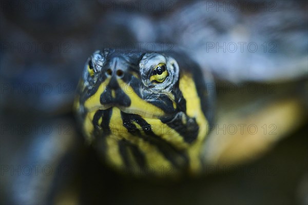 Red-eared slider (Trachemys scripta elegans), portrait, captive, Germany, Europe