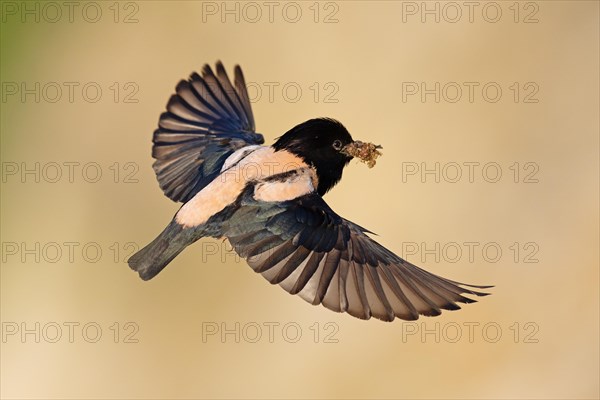 Roseate starling (Pastor roseus), adult bird, flying with food, Dobruja, Romania, Europe