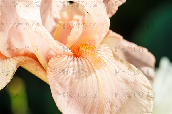 Beautiful multicolored iris flower bloom in the garden. Close up, fragility and summer concept