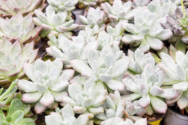 Various types of succulent in flower pots in the greenhouse. Closeup, selective focus