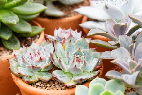 Various types of succulent in flower pots in the greenhouse. Closeup, selective focus