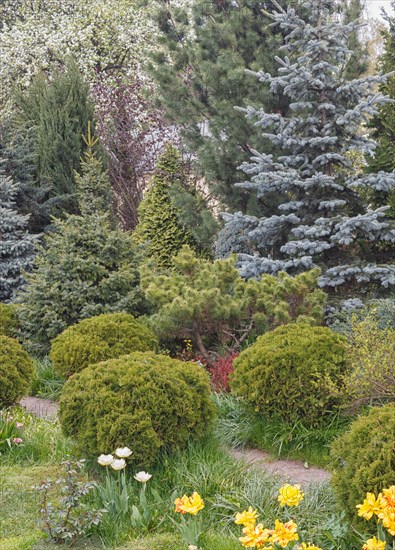 Coniferous trees in the garden: spruce, arborvitae, pine, fir, juniper. Beautiful landscape design