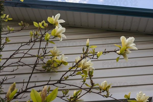 Blooming magnolia branch near the walls of the house