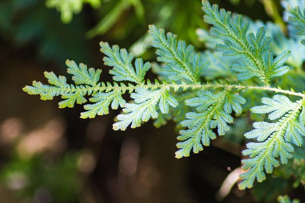 Ornamental blue- green leaves in the botanical garden