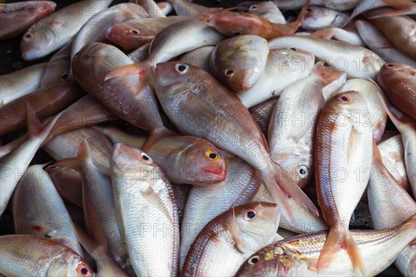 Red shiny sea fish on the market