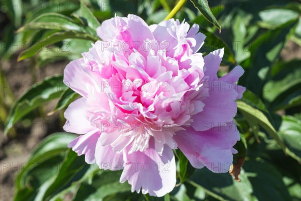 Pink peony flower in a botanical garden