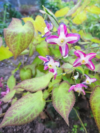 Barrenwort blooming in the garden in spring