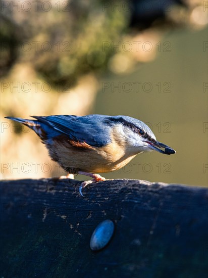 Eurasian Nuthatch, Sitta europaea bird in forest at winter sun