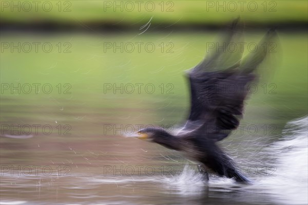 A great cormorant (Phalacrocorax carbo) during take-off flight with motion blur over a pond, Hesse, Germany, Europe
