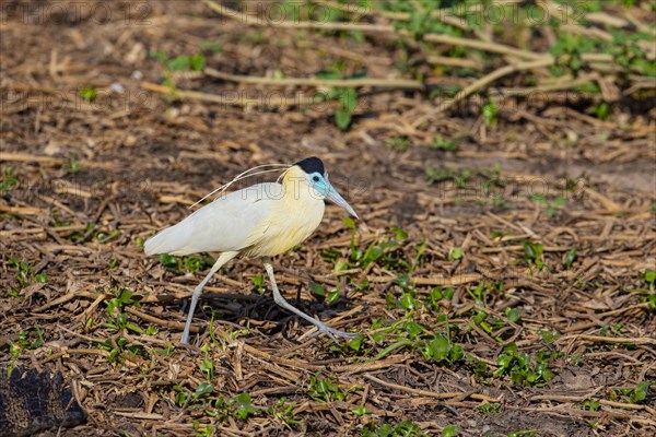 Capped Heron (Pilherodius pileatus) Pantanal Brazil