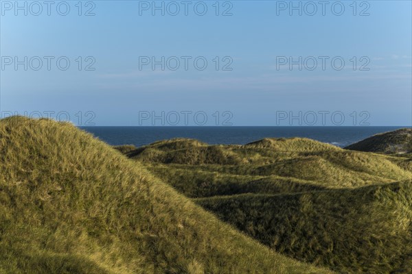 Dune landscape overgrown with marram grass (Ammophila arenaria) in front of a calm, smooth North Sea under a blue sky, Oksbol, Region Syddanmark, Denmark, Europe