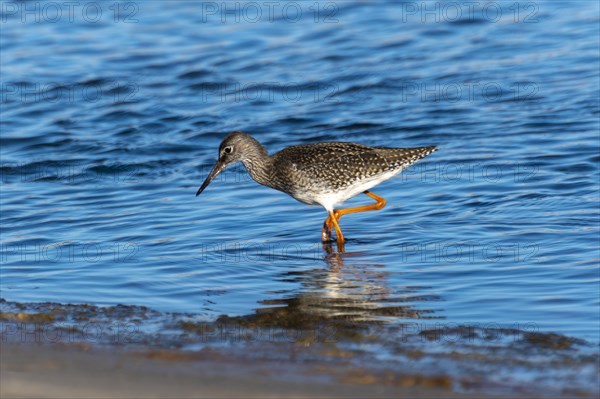 Common redshank (Tringa totanus) wading through the water in search of food, Henne, Region Syddanmark, Denmark, Europe