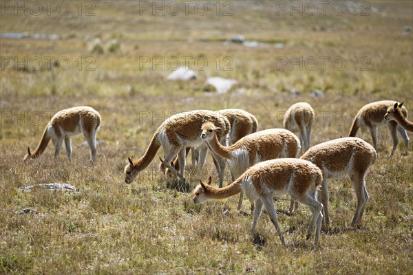 Vicunas or vicunas (Vicugna vicugna) in a meadow in the Andean highlands, Andahuaylas, Apurimac. region, Peru, South America