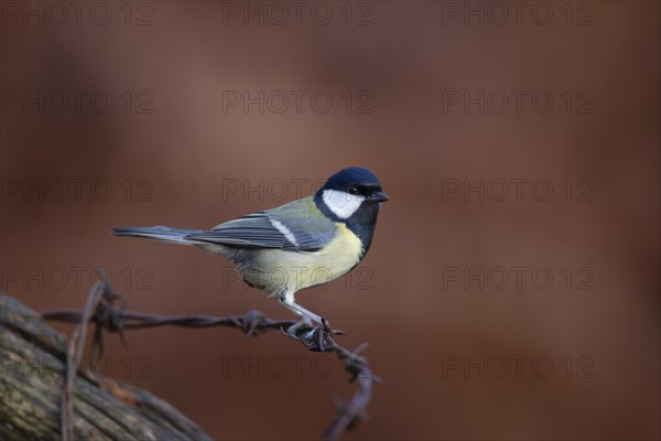 Great tit (Parus major) adult bird on a piece of barbed wire, England, United Kingdom, Europe