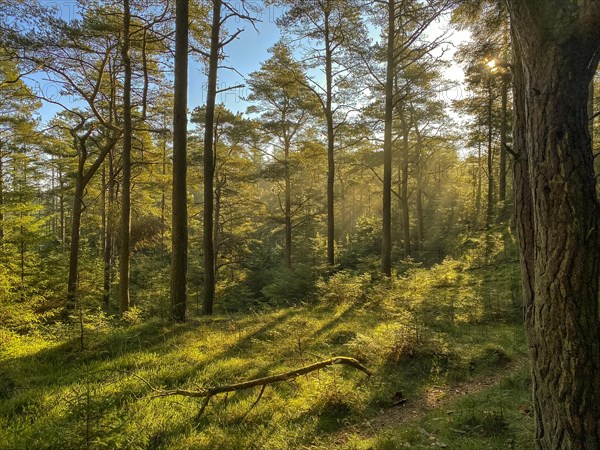 Pine forest on a summer morning with sunbeams, Norre fog, Region Syddanmark, Denmark, Europe