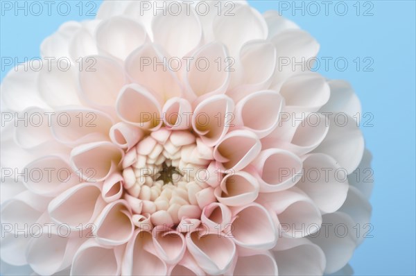 Dahlia pompom on blue background