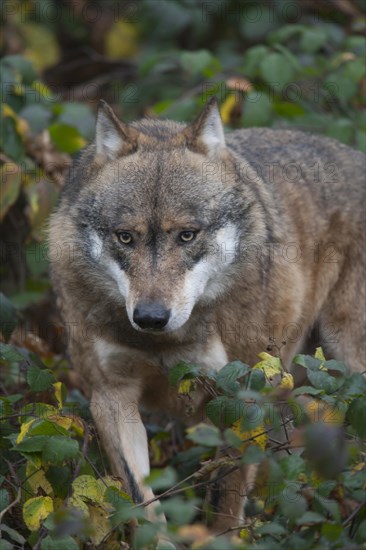 European wolf (Canis lupus lupus) adult animal walking through a woodland, Baveria, Germany, Captive, Europe