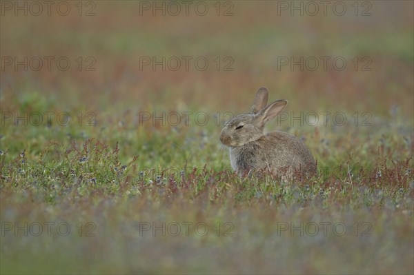 Rabbit (Oryctolagus cuniculus) adult animal sleeping amongst flowers in grassland, Suffolk, England, United Kingdom, Europe