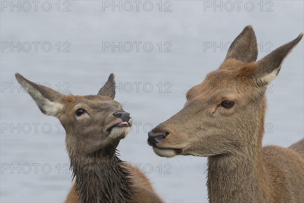 Red deer (Cervus elaphus) adult female and juvenile fawn interacting together, Surrey, England, United Kingdom, Europe