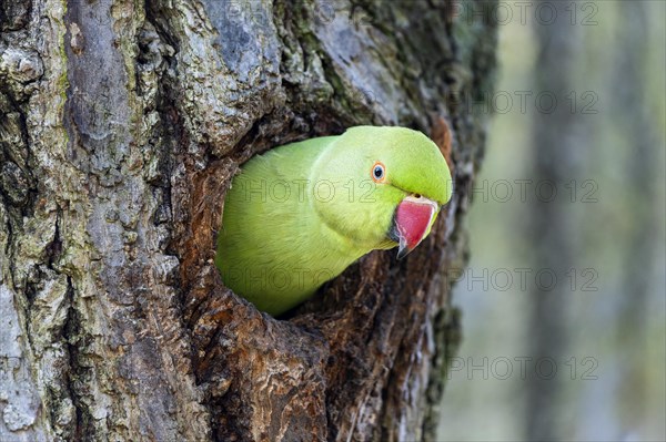 Rose-ringed parakeet (Psittacula krameri) looking out of its breeding den, wildlife, Germany, Europe