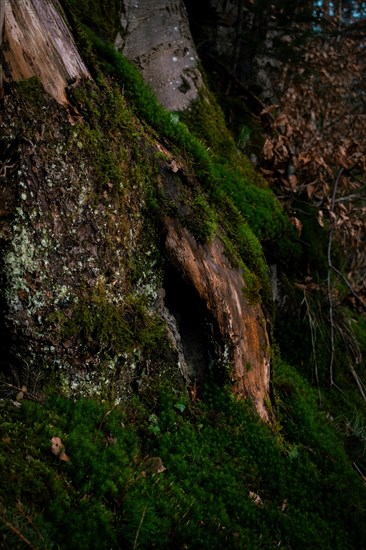 Tree cave surrounded by moss and lichen, Neubeuern, Germany, Europe