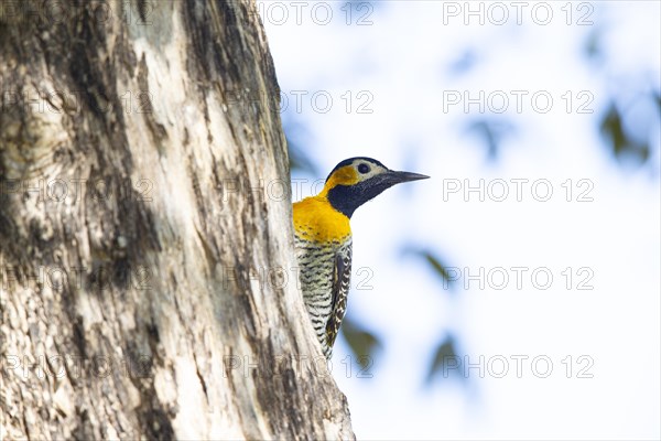 Pileated campo flicker (Colaptes campestris) Pantanal Brazil