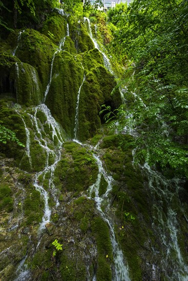 Water flowing in rivulets down a mossy mountain face, nature, natural spectacle, water, flowing, liquid, fresh, clean, environment, green, forest, moss, beautiful, natural, Switzerland, Europe
