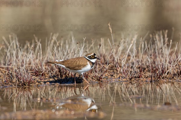 Little ringed plover (Charadrius dubius) on a wet mud flat with water reflections in a puddle of water