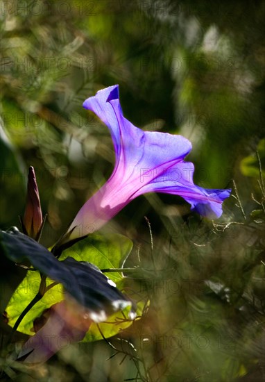 Morning Glory (Ipomoea Tricolor or Indica or Purpurea) La Palma, Canary Islands, Spain, Europe