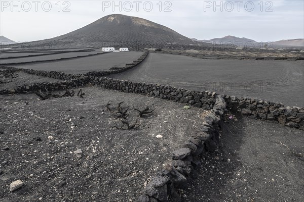 Wine growing in volcanic ash pits protected by dry stone walls, Yaiza, Lanzarote, Canary Islands, Spain, Europe