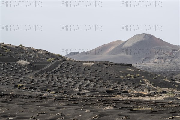 Wine growing in volcanic ash pits protected by dry stone walls, Yaiza, Lanzarote, Canary Islands, Spain, Europe