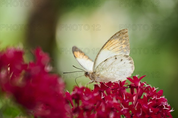 Black-veined white butterfly (Pieridae) sitting on a flower, Germany, Europe