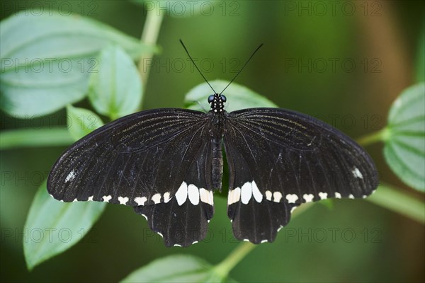 Common Mormon (Papilio polytes) sitting on a leaf, Germany, Europe