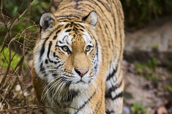 Siberian tiger (Panthera tigris altaica) portrait, walking, captive, Germany, Europe
